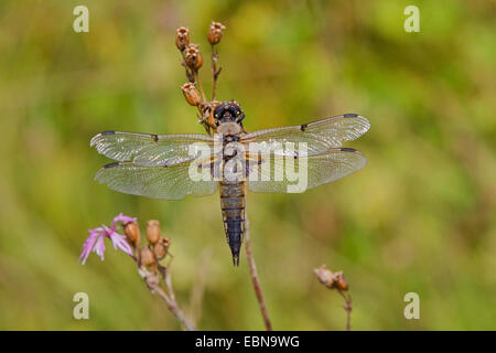 four-spotted libellula, four-spotted chaser, four spot (Libellula quadrimaculata), older female, Germany, Bavaria Stock Photo