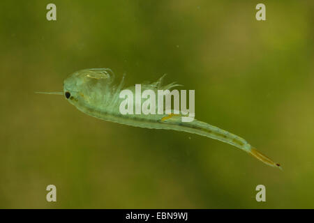fairy shrimp (Branchipus stagnalis, Branchipus schaefferi), male Stock Photo