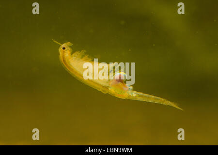 fairy shrimp (Branchipus stagnalis, Branchipus schaefferi), female swimming Stock Photo