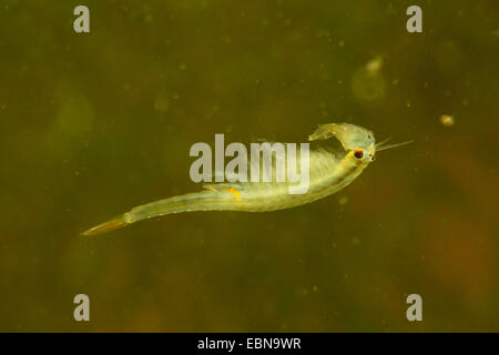 fairy shrimp (Branchipus stagnalis, Branchipus schaefferi), male swimming Stock Photo