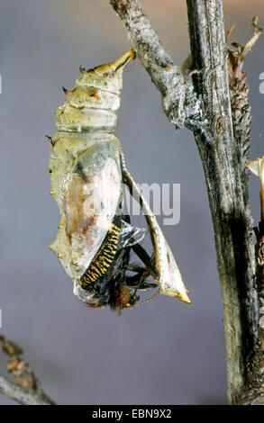 peacock moth, peacock (Inachis io, Nymphalis io), imago hatching from pupa, Germany