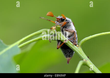 common cockchafer, maybug (Melolontha melolontha), male on an oak twig, Germany, North Rhine-Westphalia