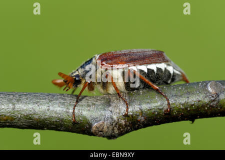 common cockchafer, maybug (Melolontha melolontha), male on a branch, Germany, North Rhine-Westphalia