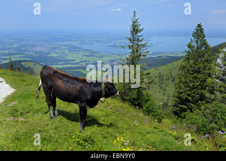 domestic cattle (Bos primigenius f. taurus), cow next to the panorama walking trail, in the background the Chiemsee, Germany, Bavaria, Chiemgau, Aschau Stock Photo