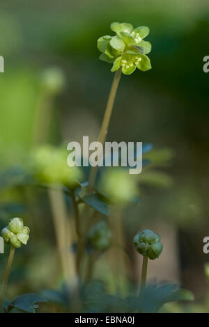 common moschatel, muskroot (Adoxa moschatellina), blooming, Germany Stock Photo