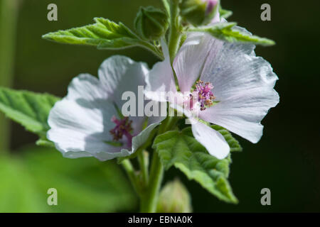 common marsh-mallow, common marshmallow (Althaea officinalis), flowers Stock Photo