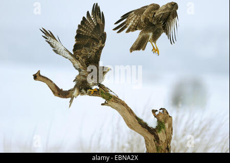 Eurasian buzzard (Buteo buteo), conflicting buzzards in snowy landscape, Germany, Baden-Wuerttemberg Stock Photo