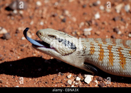 Eastern Blue-tongued Lizard (Tiliqua scincoides), poking tongue out as a threatening gesture, Australia, Northern Territory Stock Photo