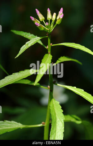 Coralroot, Bulb-bearing toothwort (Cardamine bulbifera, Dentaria bulbifera), stem with flower buds, Germany Stock Photo