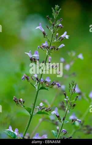 nepitella, Lesser Calamint (Calamintha nepeta), inflorescence Stock Photo