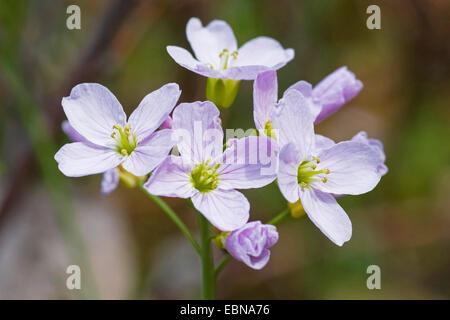 Bog Pink, Cuckoo Flower, Lady's Smock, Milkmaids (Cardamine pratensis), flowers, Germany Stock Photo