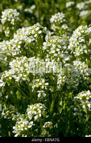 common scurvy grass (Cochlearia officinalis), blooming, Germany Stock Photo