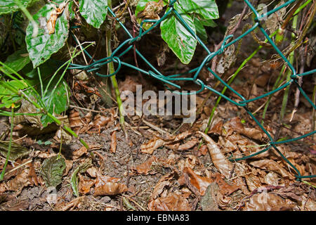 hole in a fence to offer an opening to hedgehogs, Germany Stock Photo