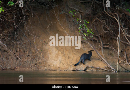 GIANT OTTER (Pteronura brasiliensis) approaching holt, Rupununi river, Guyana, South America. Stock Photo