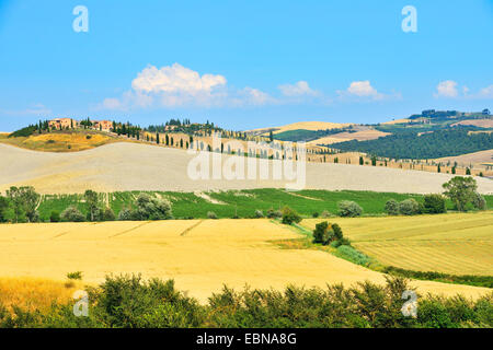 hilly countryside in the summer, Italy, Tuscany, Siena, Asciano Stock Photo