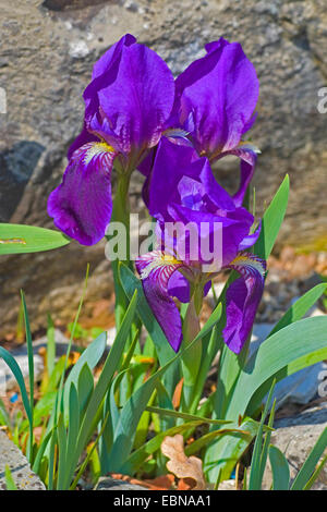 Dwarf Bearded Iris (Iris lutescens), blooming Stock Photo