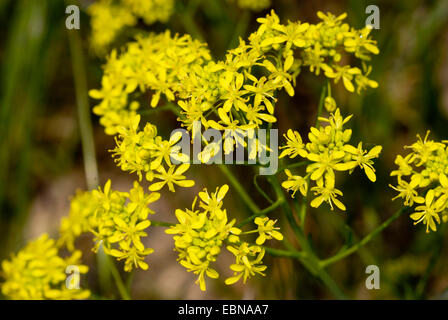 dryer's woad (Isatis tinctoria), blooming, Germany Stock Photo