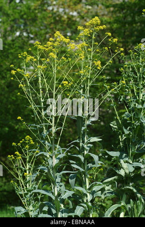 dryer's woad (Isatis tinctoria), blooming, Germany Stock Photo