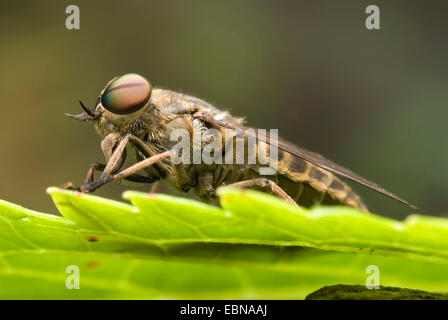 Band-eyed Brown Horsefly (Tabanus bromius), sitting on a leaf, Germany Stock Photo