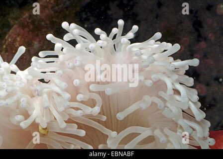magnificent anemone, magnificent sea anemone (Heteractis magnifica), tentacles of a magnificent anemone Stock Photo