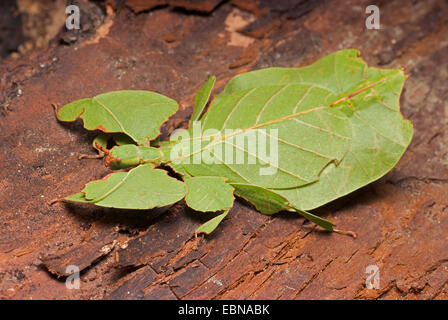 Leaf-Insect, leaf insect (Phyllium bioculatum), breed green Stock Photo