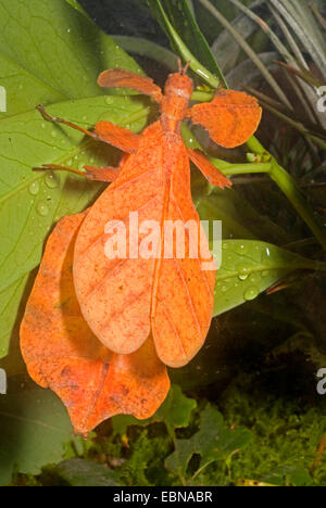 Leaf-Insect, leaf insect (Phyllium pulchrifolium), browm Laef-Insect on green leaf Stock Photo