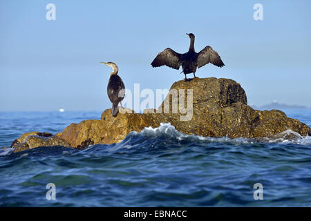 great cormorant (Phalacrocorax carbo), two cormorants on a rock in the water drying their plumages , France, Corsica Stock Photo