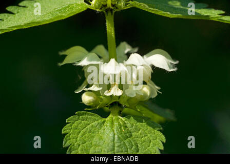 white dead-nettle, white deadnettle (Lamium album), whorl of flowers, Germany Stock Photo