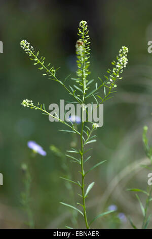 American pepperwort, poor man's pepperwort (Lepidium virginicum), blooming, Germany Stock Photo