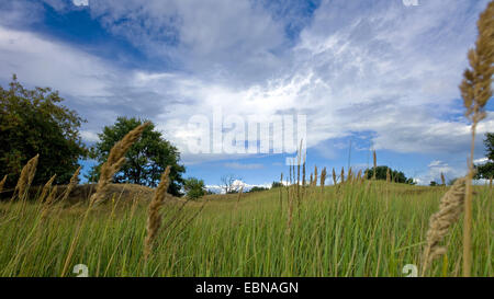 inland dunes, Germany, Mecklenburg-Western Pomerania, Altwarp Stock Photo