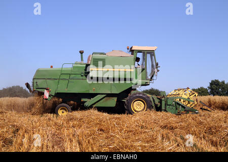 corn harvester on oat field, Germany Stock Photo