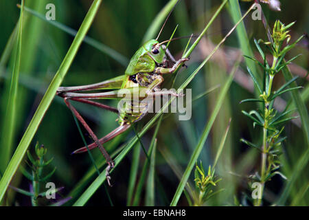wart-biter, wart-biter bushcricket (Decticus verrucivorus), female sitting at blades of grass, Germany, Bavaria Stock Photo