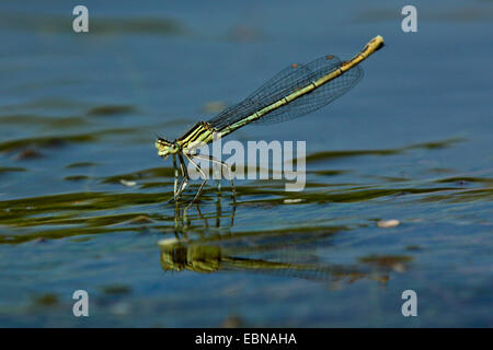 common coenagrion, azure damselfly (Coenagrion puella), female on water surface, Germany, Bavaria Stock Photo