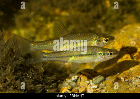 false harlequin (Pseudorasbora parva), two fishes side by side at the gravel ground Stock Photo