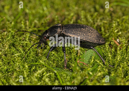 leatherback ground beetle (Carabus coriaceus), walking on moss, Germany, Bavaria, Isental Stock Photo