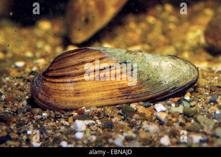 painter's mussel (Unio pictorum, Pollicepes pictorum), in the gravel of a river bed Stock Photo