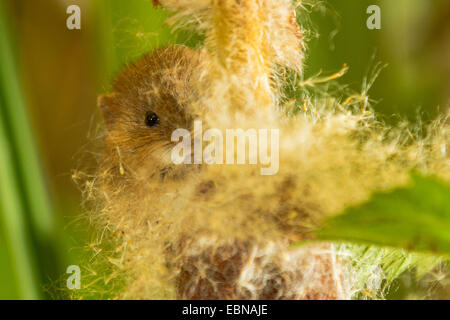 Old World harvest mouse (Micromys minutus), sitting on cat-tail feeding seed Stock Photo