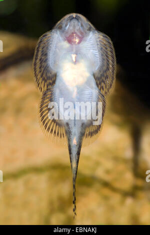 Reticulated Hillstream Loach for sale Reticulated Hillstream Loach for sale