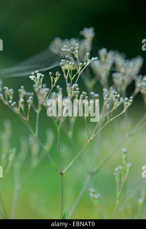 Old-fashioned baby's breath, Tall baby's-breath (Gypsophila paniculata), inflorescence in bud, Germany Stock Photo