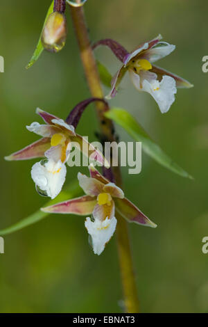 marsh helleborine (Epipactis palustris), flowers, Switzerland Stock Photo