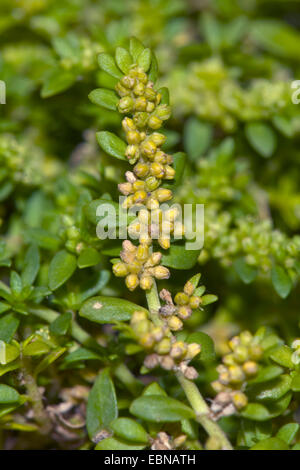 smooth rupturewort, smooth burstwort (Herniaria glabra), blooming, Germany Stock Photo