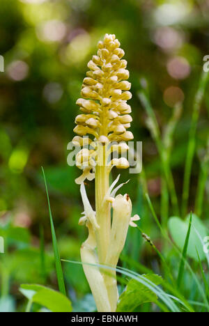 bird's-nest orchid (Neottia nidus-avis), blooming, Switzerland Stock Photo