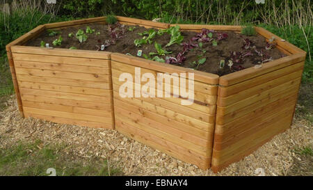 raised bed made of larch wood, Germany Stock Photo