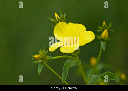 yellow flax (Linum flavum), blooming, Germany Stock Photo