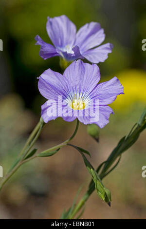 Perennial flax, Blue flax (Linum perenne), flowers, Germany Stock Photo