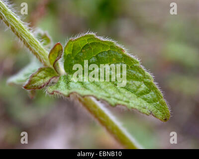 wild basil, field basil (Clinopodium vulgare, Calamintha clinopodium), leaf, Germany Stock Photo