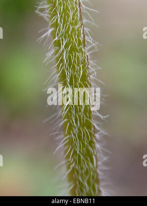 wild basil, field basil (Clinopodium vulgare, Calamintha clinopodium), hairy sprout, Germany Stock Photo