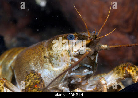 Danube crayfish, Galician crayfish, Turkish crayfish, narrow-clawed crayfish  (Astacus leptodactylus ), portrait of a female Stock Photo