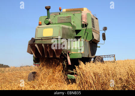 corn harvester on oat field, Germany Stock Photo