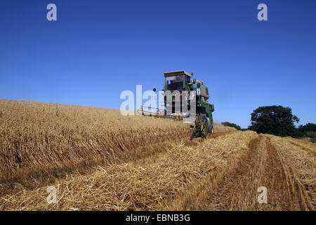 corn harvester on oat field, Germany Stock Photo